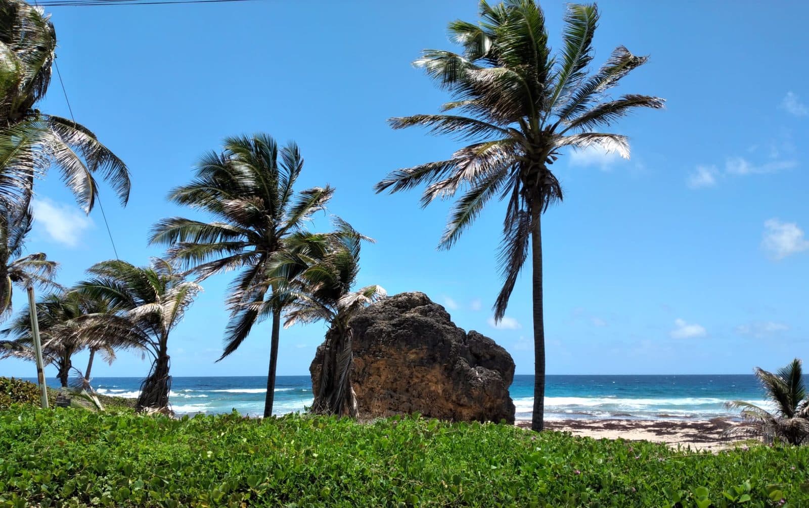 Wind-bent palm trees along the east-coast shoreline of Barbados in the quiet off-season